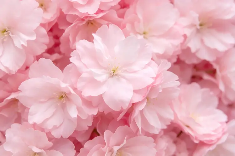 sakura pink flower texture close up cherry blossom detail