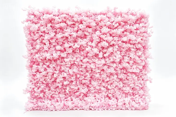 sakura pink flower wall front view cherry blossom color