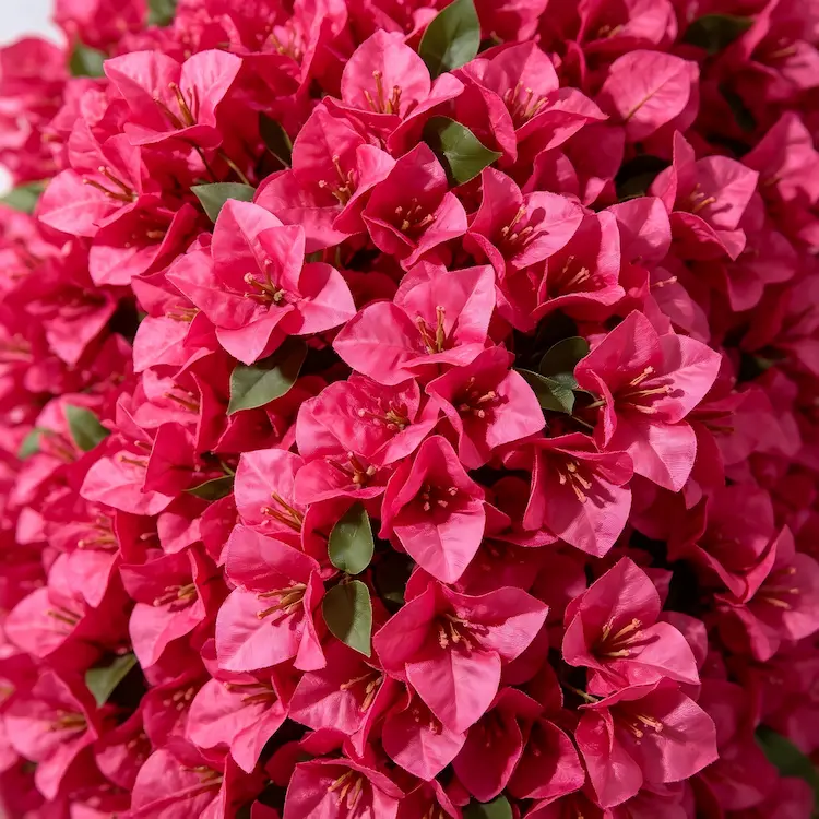 burgundy-bougainvillea-flower-detail-closeup-green-leaves