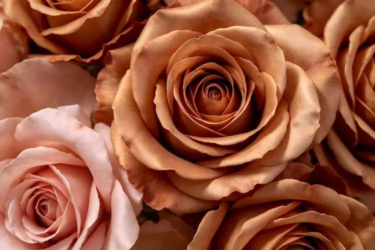 silk flower texture close up realistic sheen