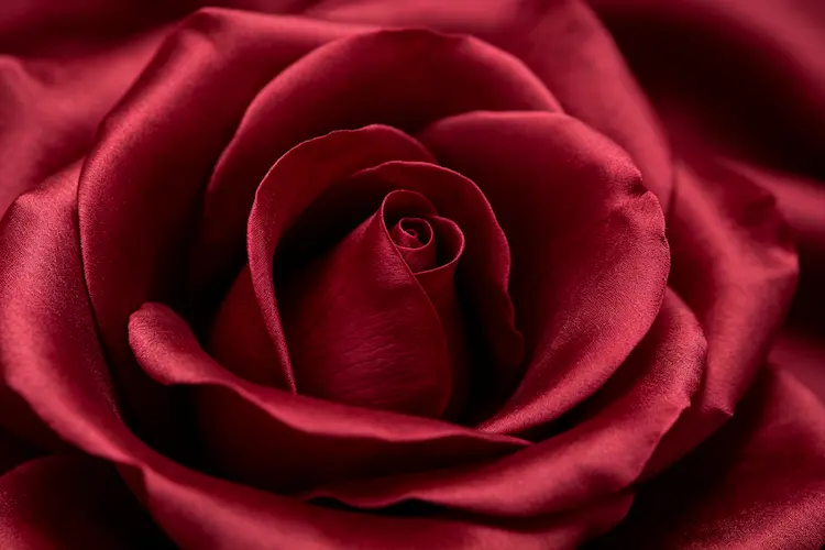 burgundy-flower-runner-petal-texture-closeup-silk-detail