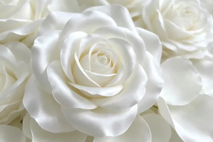 white rose texture close up silk petals heart arch